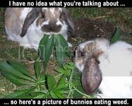 bunnyseatingweed.jpg