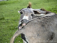 funny-donkey-thumb3151256.jpg