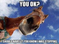 132037211391615861Horse-Stopped.jpg