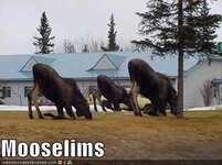 312-new-religious-sect-discovered-alaska-mooselims.jpg