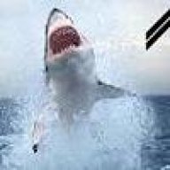 LeShark81
