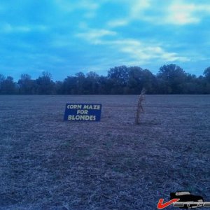 corn maze.jpg