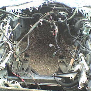 engine bay close up.JPG